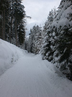 Rodelbahn BirgitzerAlm 2009-03-07 Unterer Abschnitt.jpg (2.22 MiB) 18578 mal betrachtet Im unteren Abschnitt
