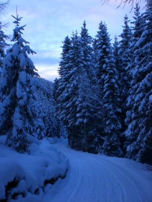 Rodelstrecke oberer Abschnitt.JPG (1.85 MiB) 9947 mal betrachtet Bahn im oberen Abschnitt