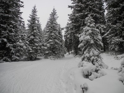 Gleich oberhalb von Sulzstich.JPG (1.19 MiB) 45471 mal betrachtet Auf der Rodelbahn oberhalb von Sulzstich