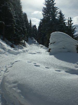 Rodelbahn Juifenalm 2009-04-03 Unterer Abschnitt 3.jpg (2.24 MiB) 18131 mal betrachtet Rodelbahn im unteren Abschnitt 2